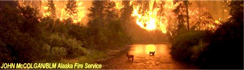 One of the most famous forest fire photographs ever taken, by John McColgan of the BLM Alaska Fire Service while on duty in Montana. Click for the story and the full picture.  The link will open in a new window.